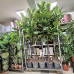 Fikus dębolistny (Ficus lyrata) 220cm