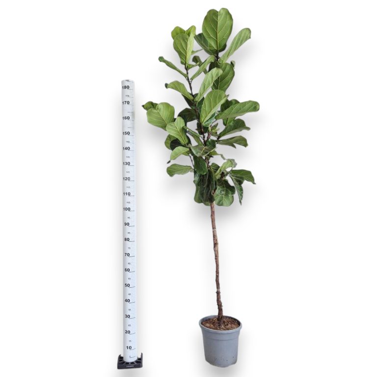 Fikus dębolistny (Ficus lyrata) 220cm