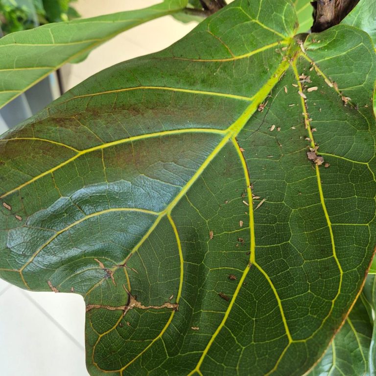 Fikus dębolistny (Ficus lyrata) 220cm
