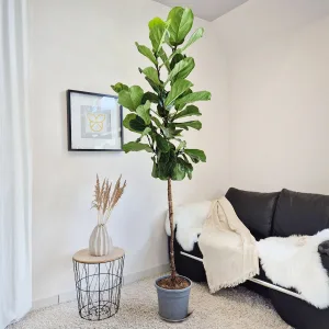 Fikus dębolistny (Ficus lyrata) 220cm