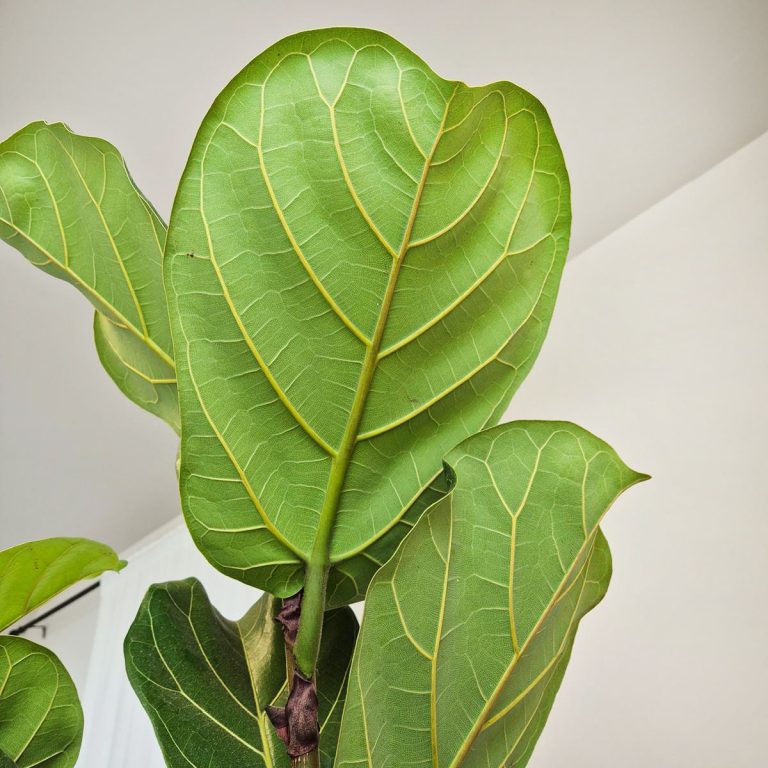 Fikus dębolistny (Ficus lyrata) 220cm