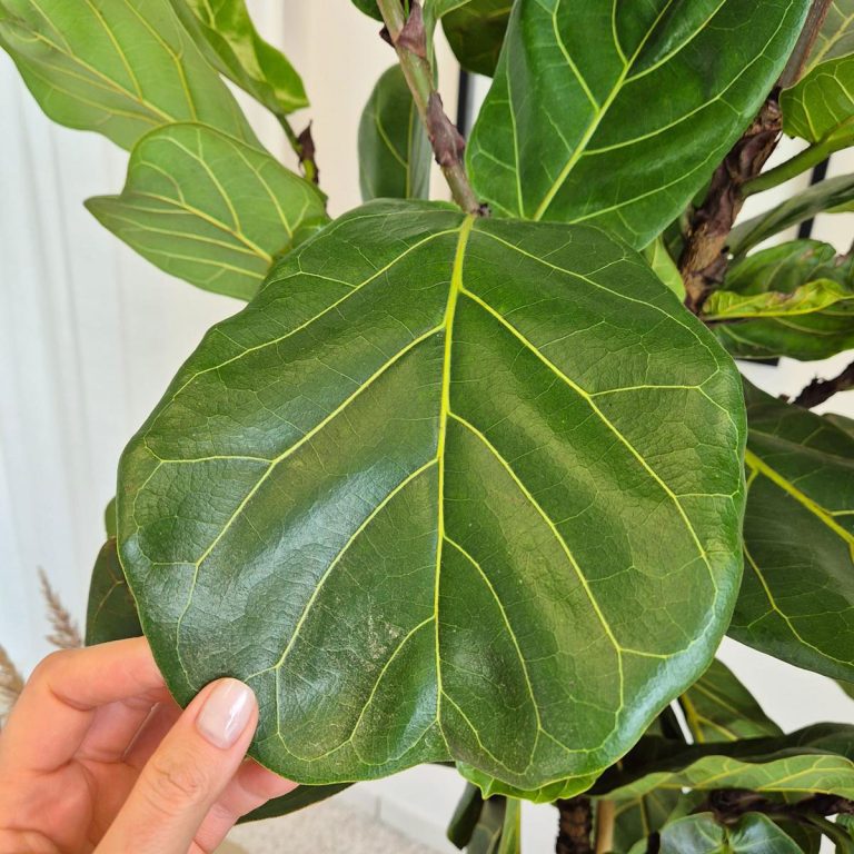 Fikus dębolistny (Ficus lyrata) 220cm