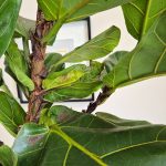 Fikus dębolistny (Ficus lyrata) 220cm