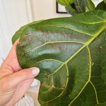 Fikus dębolistny (Ficus lyrata) 220cm