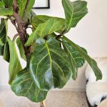 Fikus dębolistny (Ficus lyrata) 220cm