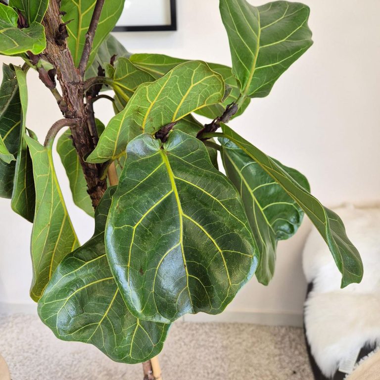 Fikus dębolistny (Ficus lyrata) 220cm