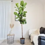 Fikus dębolistny (Ficus lyrata) 220cm