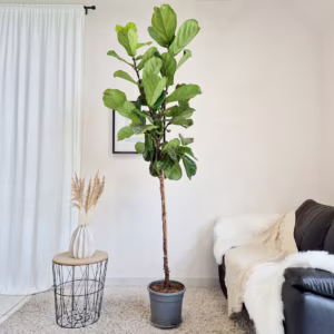 Fikus dębolistny (Ficus lyrata) 220cm