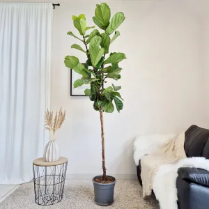 Fikus dębolistny (Ficus lyrata) 220cm