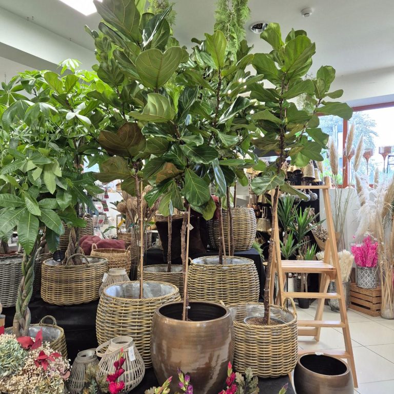 Fikus dębolistny (Ficus lyrata) 220cm