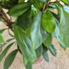 Fikus (Ficus ‘Cyathistipula’) 140-150cm