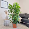 Fikus (Ficus ‘Cyathistipula’) 140-150cm