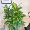 Fikus (Ficus ‘Cyathistipula’) 140-150cm