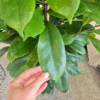 Fikus (Ficus ‘Cyathistipula’) 140-150cm