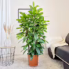 Fikus (Ficus ‘Cyathistipula’) 140-150cm