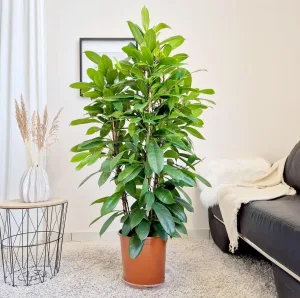 Fikus (Ficus 'Cyathistipula') 145cm