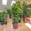 Fikus (Ficus ‘Cyathistipula’) 140-150cm