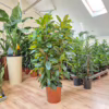 Fikus (Ficus ‘Cyathistipula’) 140-150cm