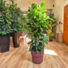Fikus (Ficus ‘Cyathistipula’) 140-150cm