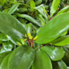 Fikus (Ficus ‘Cyathistipula’) 140-150cm