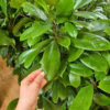 Fikus (Ficus ‘Cyathistipula’) 140-150cm