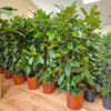 Fikus (Ficus ‘Cyathistipula’) 140-150cm