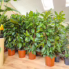 Fikus (Ficus ‘Cyathistipula’) 140-150cm
