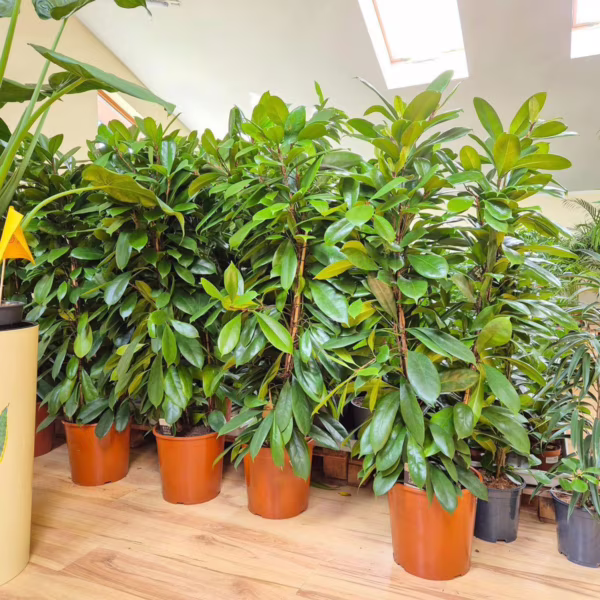Fikus (Ficus 'Cyathistipula') 140-150cm