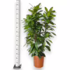 Fikus (Ficus ‘Cyathistipula’) 140-150cm