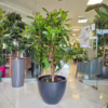 Fikus (Ficus ‘Cyathistipula’) 160-170cm