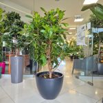 Fikus (Ficus 'Cyathistipula') 165cm