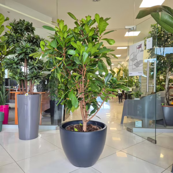Fikus (Ficus 'Cyathistipula') 160-170cm