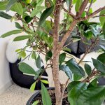 Fikus (Ficus 'Cyathistipula') 165cm