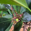 Fikus (Ficus ‘Cyathistipula’) 160-170cm