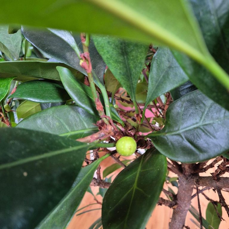 Fikus (Ficus 'Cyathistipula') 165cm