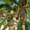 Fikus (Ficus ‘Cyathistipula’) 160-170cm