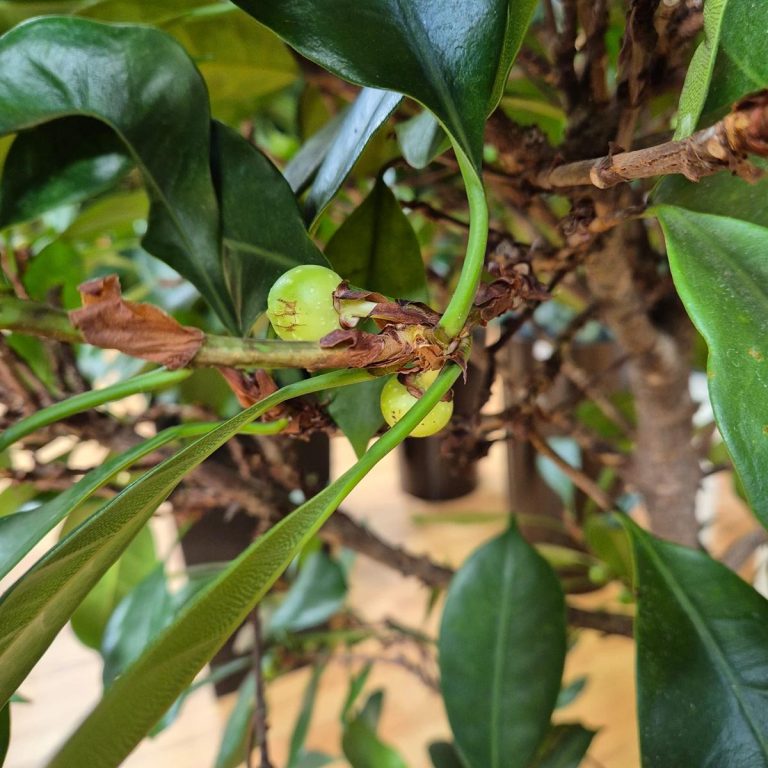 Fikus (Ficus 'Cyathistipula') 165cm