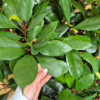 Fikus (Ficus ‘Cyathistipula’) 160-170cm