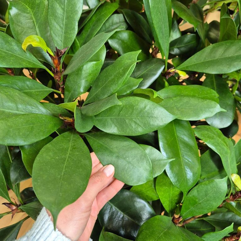 Fikus (Ficus 'Cyathistipula') 165cm