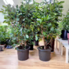 Fikus (Ficus ‘Cyathistipula’) 160-170cm