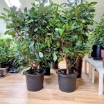 Fikus (Ficus 'Cyathistipula') 165cm