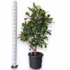Fikus (Ficus ‘Cyathistipula’) 160-170cm