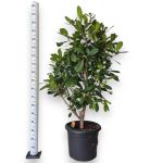 Fikus (Ficus 'Cyathistipula') 165cm