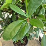 Fikus (Ficus 'Cyathistipula') 165cm