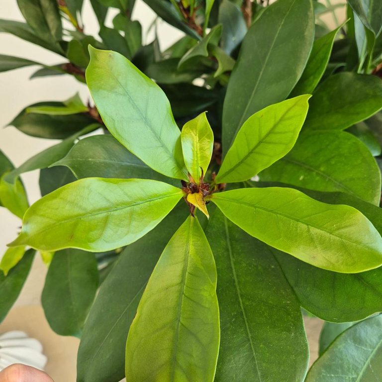 Fikus (Ficus 'Cyathistipula') 165cm