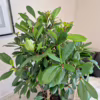 Fikus (Ficus ‘Cyathistipula’) 160-170cm