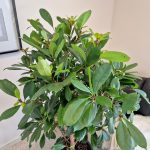 Fikus (Ficus 'Cyathistipula') 165cm