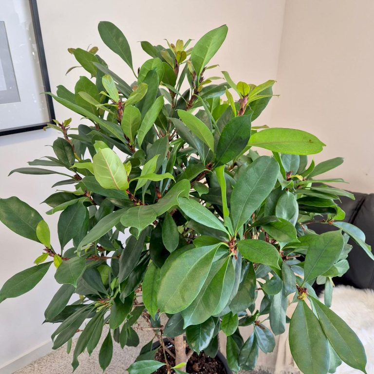 Fikus (Ficus 'Cyathistipula') 165cm