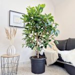 Fikus (Ficus 'Cyathistipula') 165cm