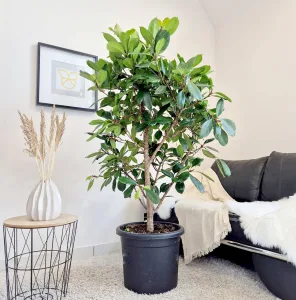 Fikus (Ficus 'Cyathistipula') 165cm